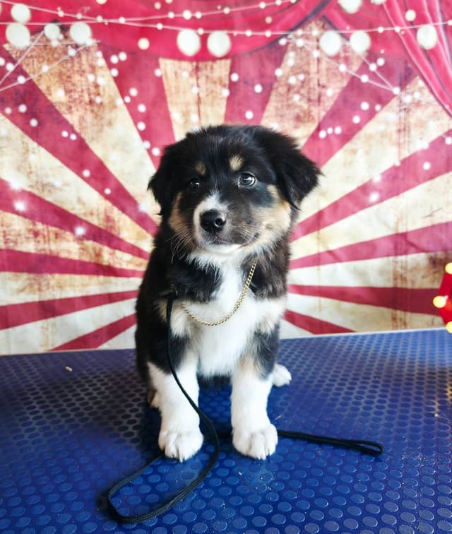 Australian Shepherd Puppies media 3