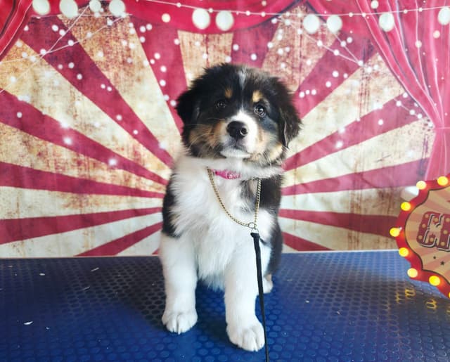 Australian Shepherd Puppies media 5