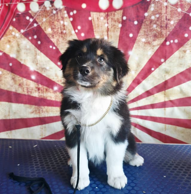 Australian Shepherd Puppies media 7