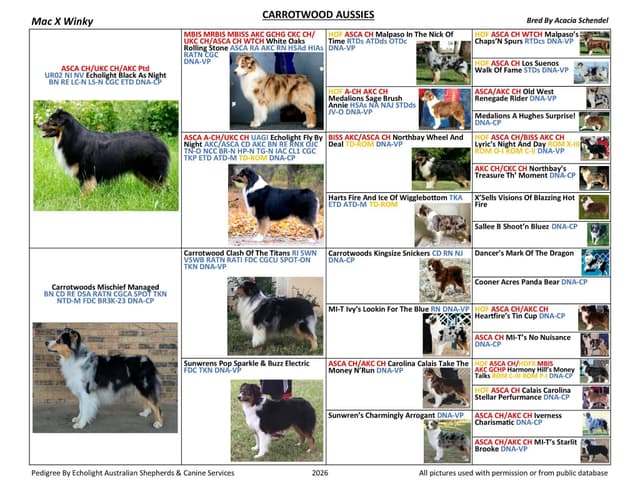 Australian Shepherd Puppies media 8