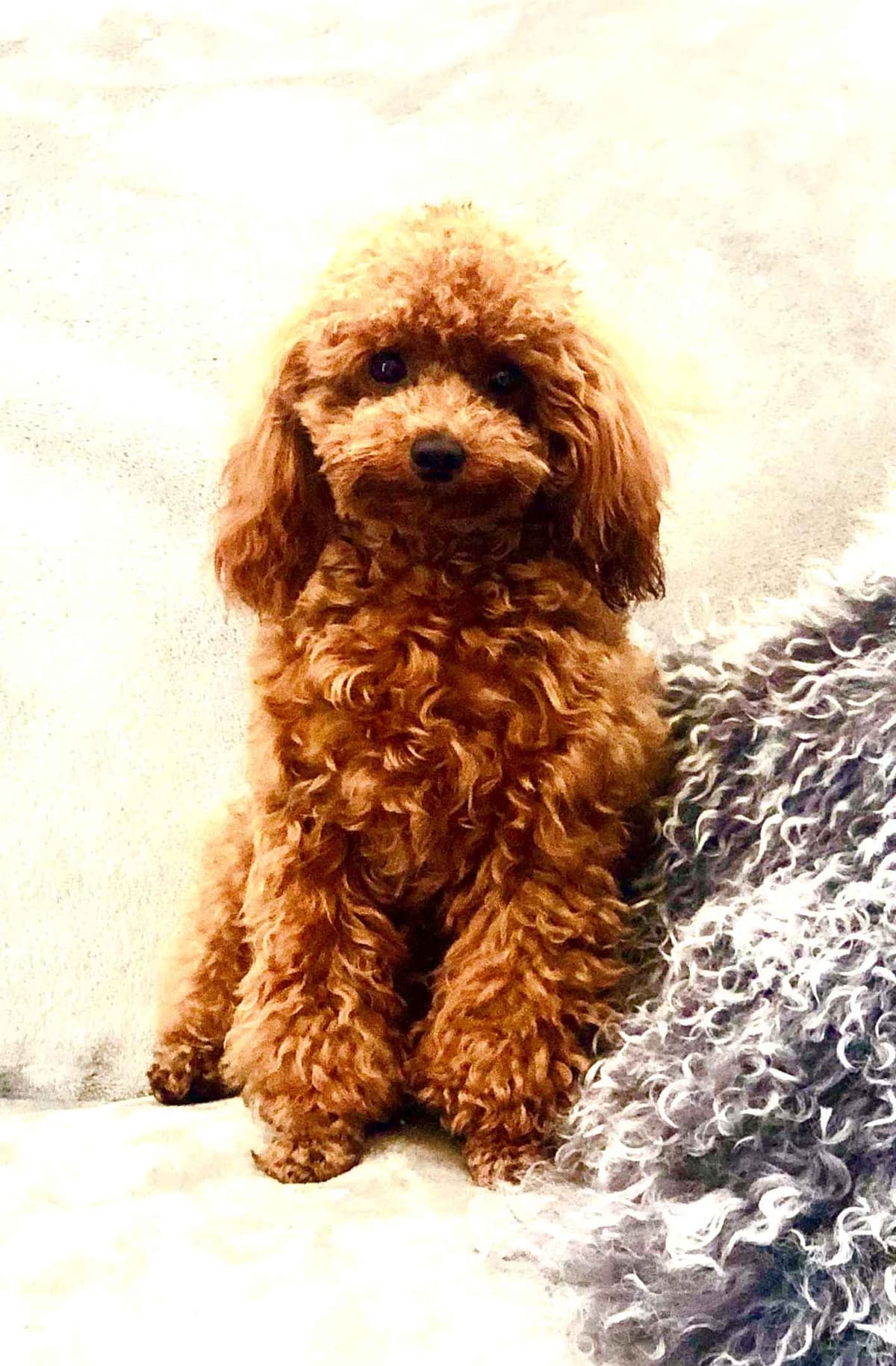 Poodle Puppies breeder image 5