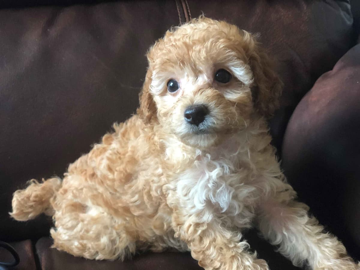 Poodle Puppies breeder image 6