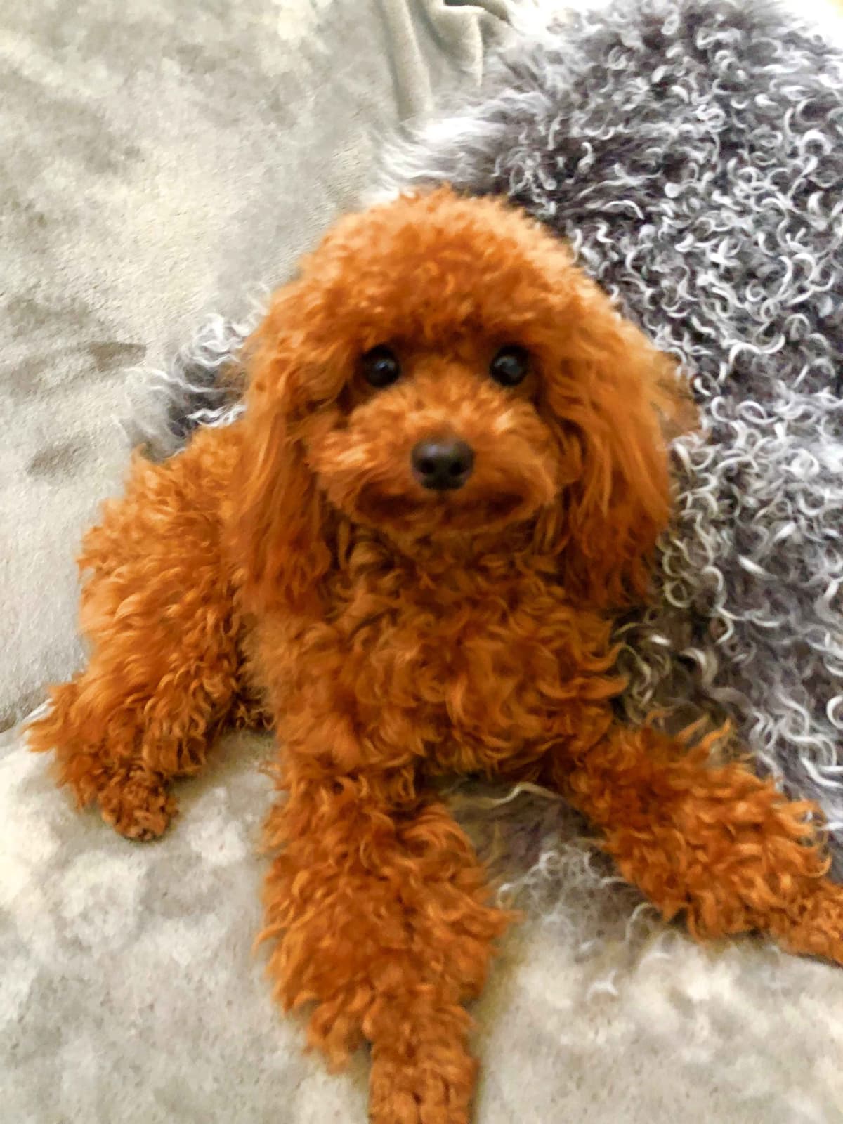Poodle Puppies breeder image 7