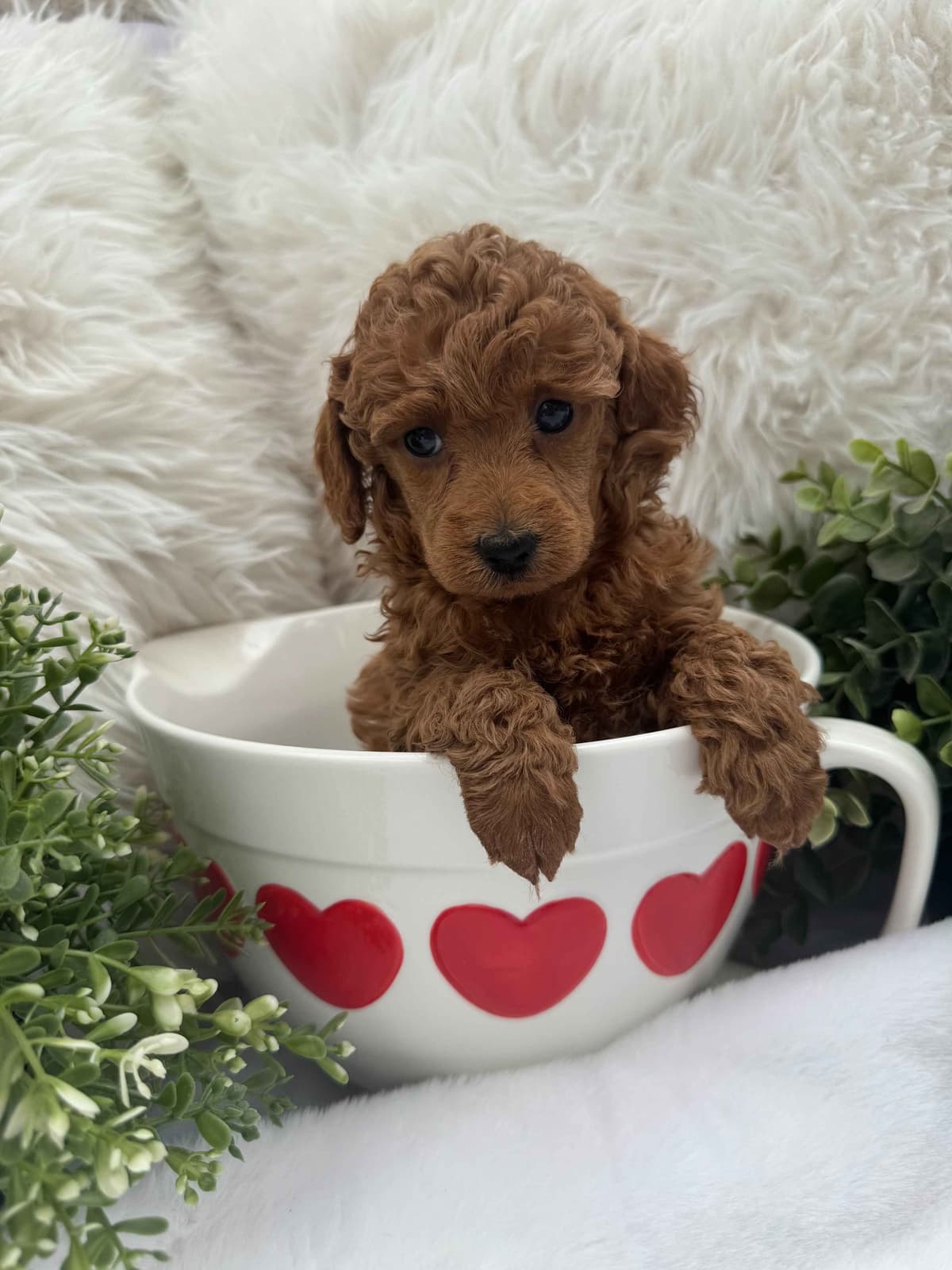 Poodle Puppies breeder image 10
