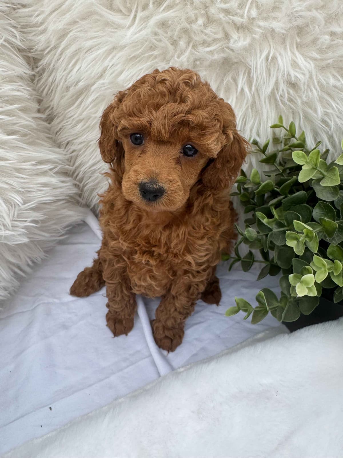 Poodle Puppies breeder image 11