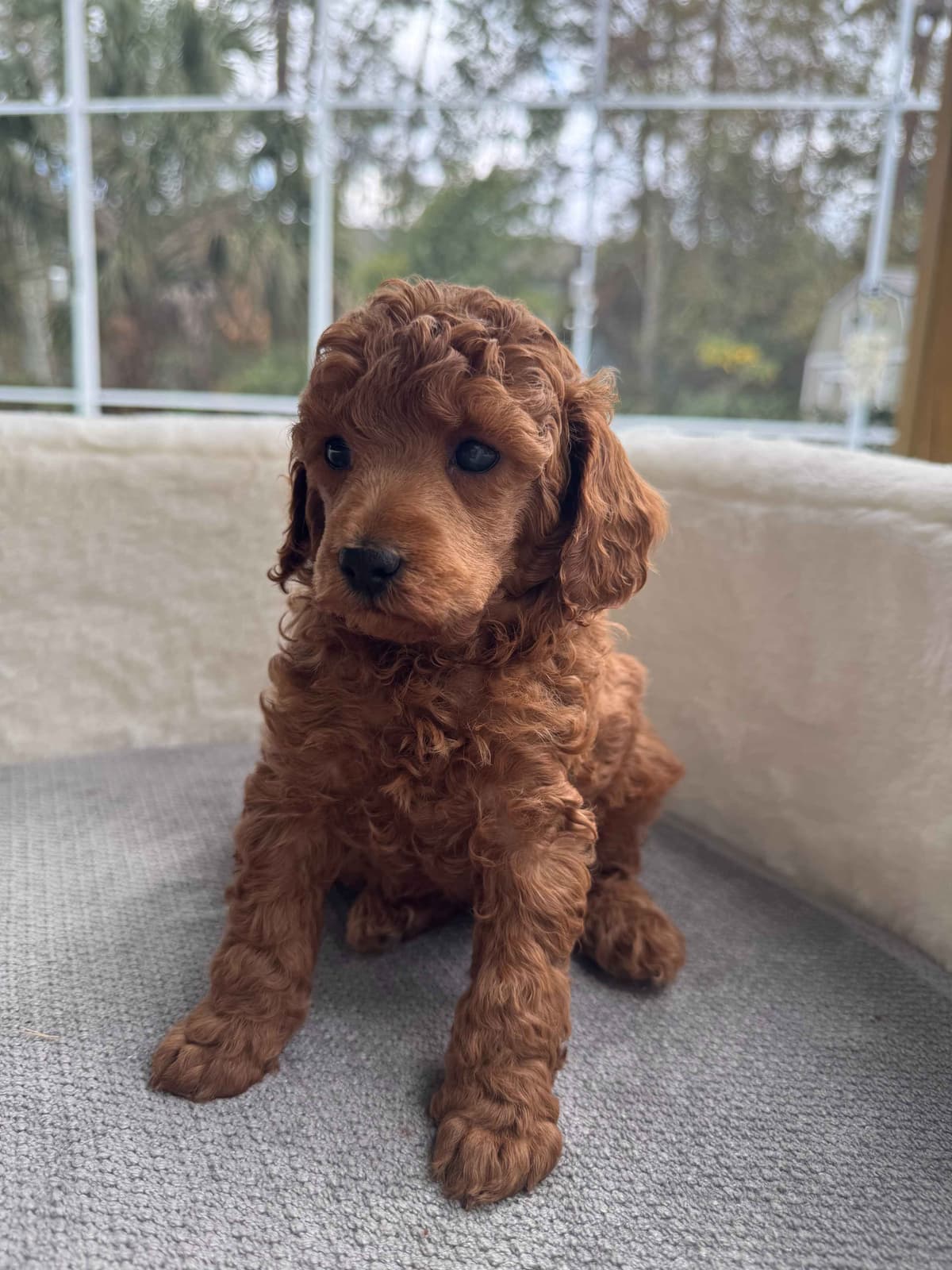 Poodle Puppies breeder image 12