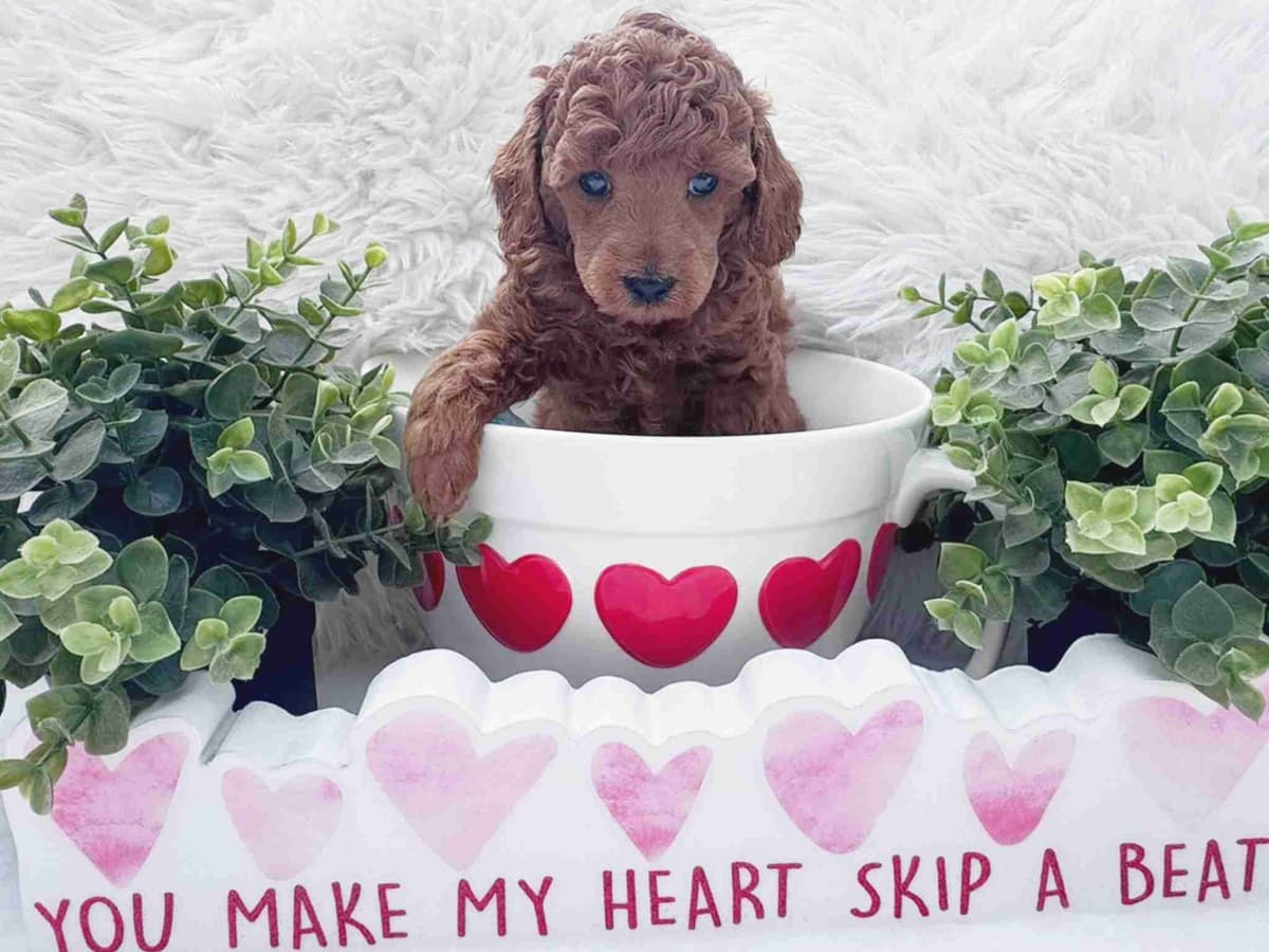 Poodle Puppies breeder image 13