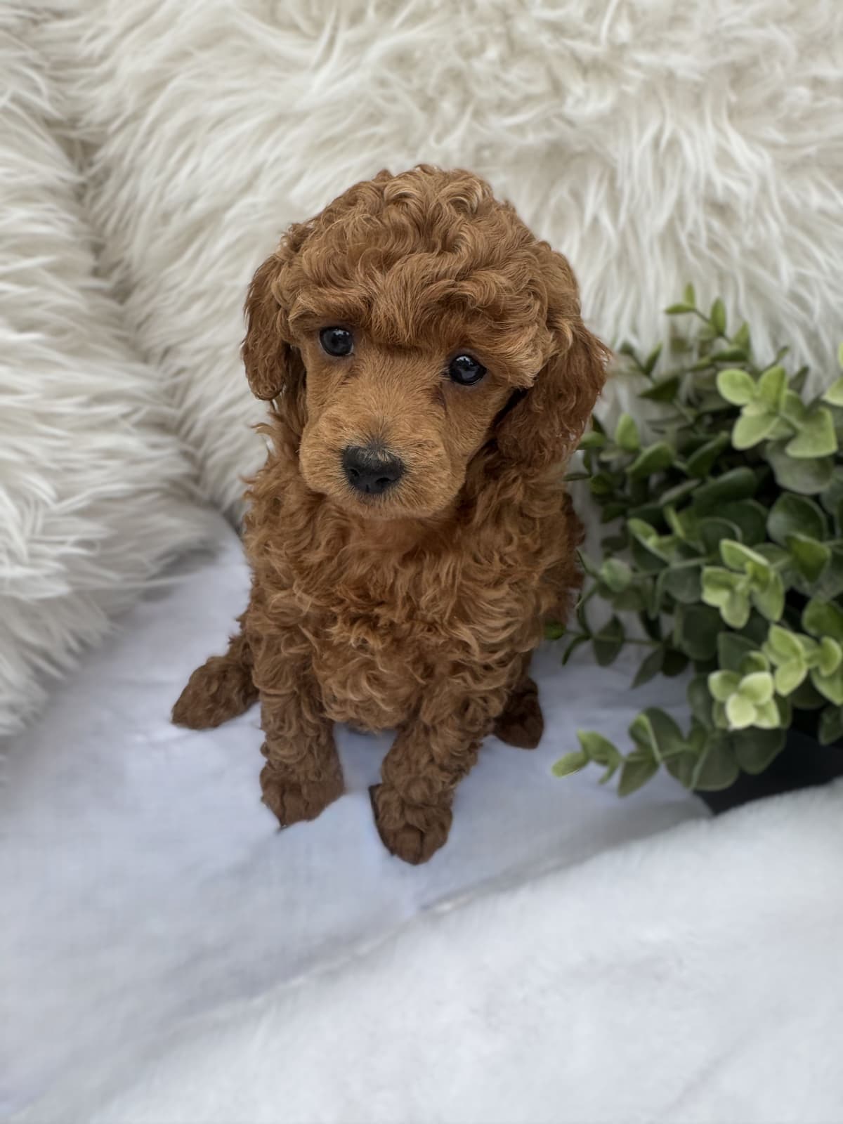 Poodle Puppies breeder image 14
