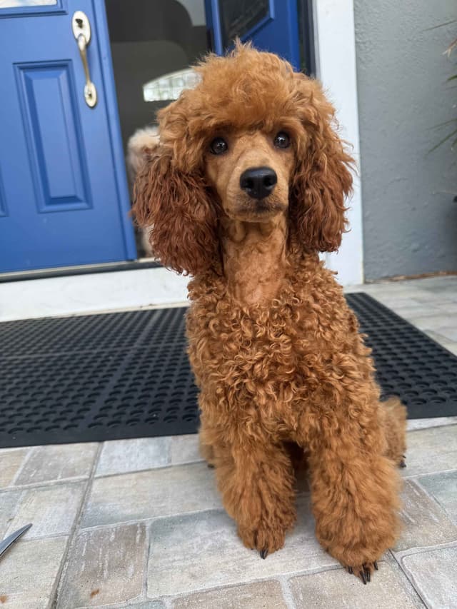 Poodle Puppies media 2