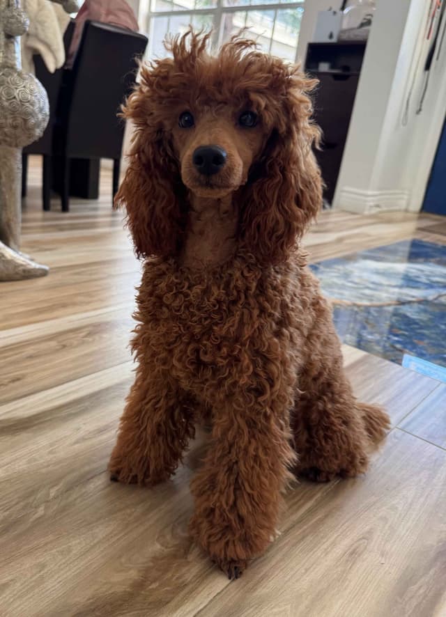 Poodle Puppies media 3