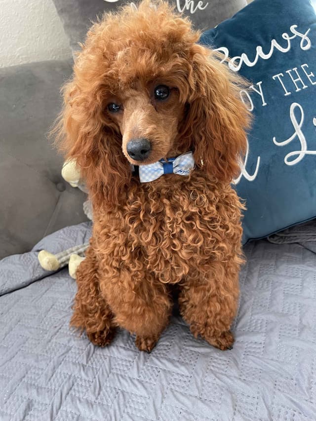 Poodle Puppies media 4
