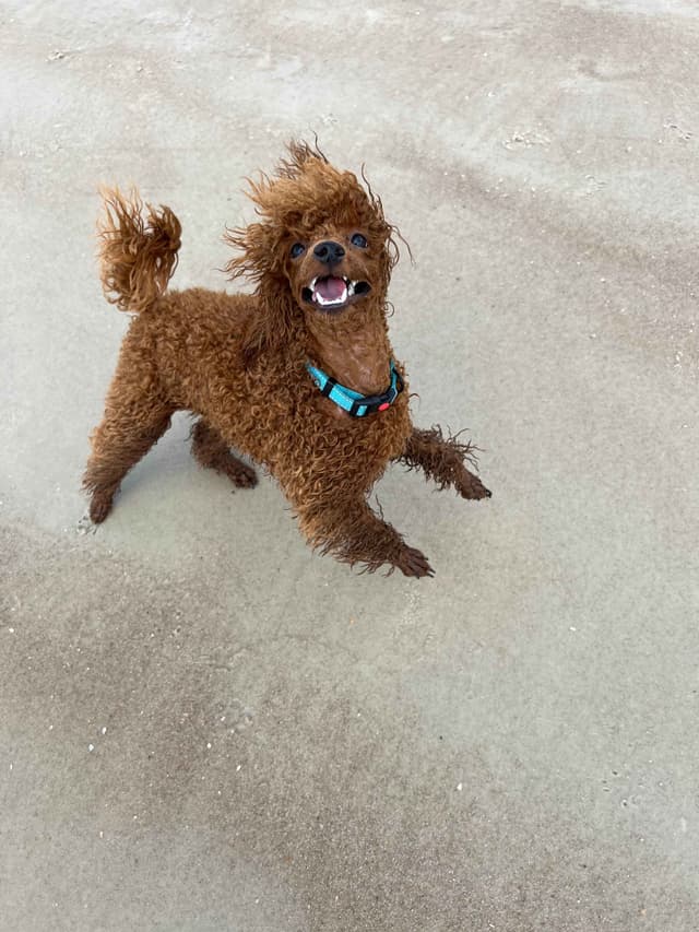 Poodle Puppies media 5