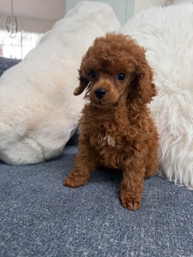 Poodle Puppies media 6