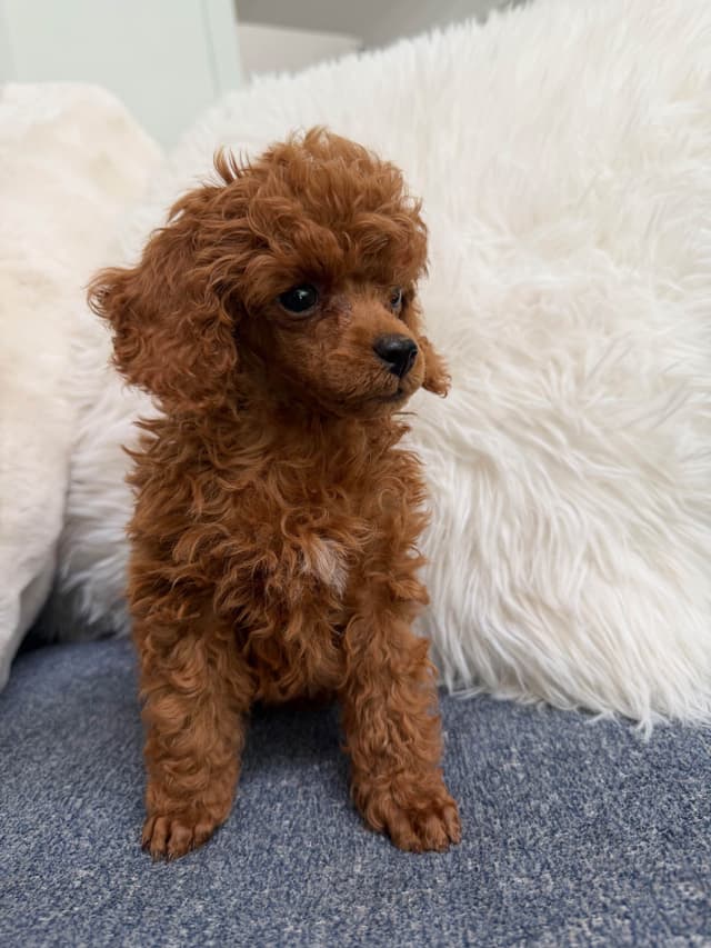 Poodle Puppies media 7
