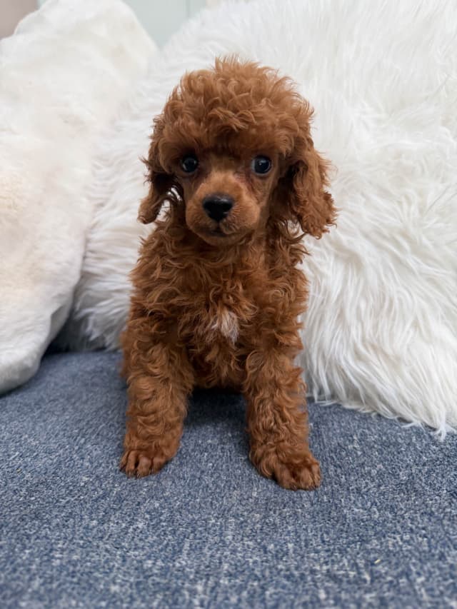 Poodle Puppies media 8