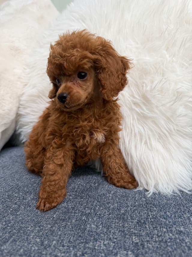 Poodle Puppies media 9