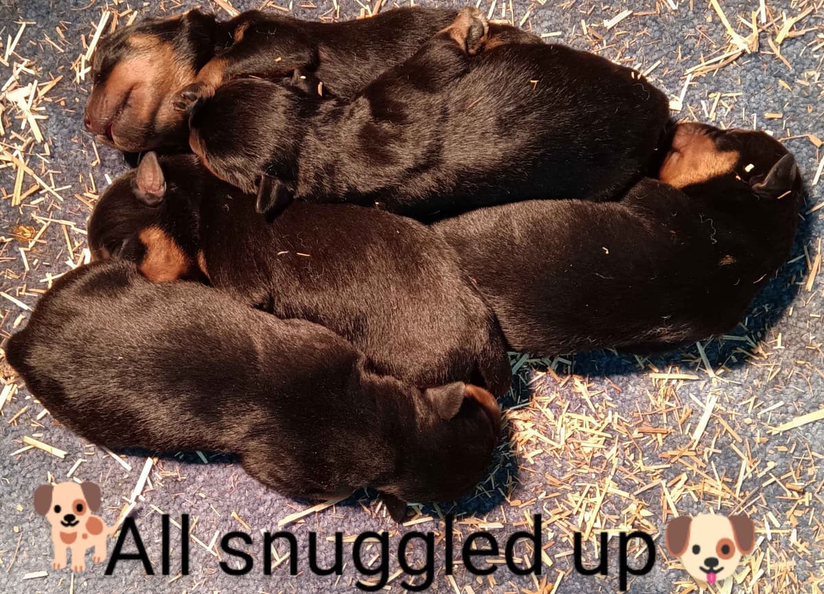 Rottweiler Puppies breeder image 7