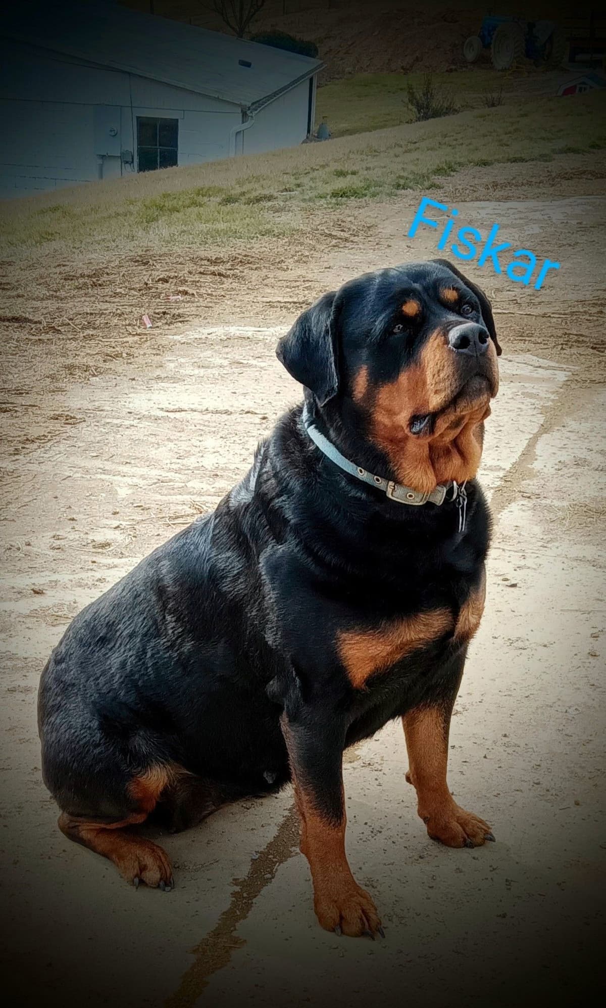 Rottweiler Puppies breeder image 4