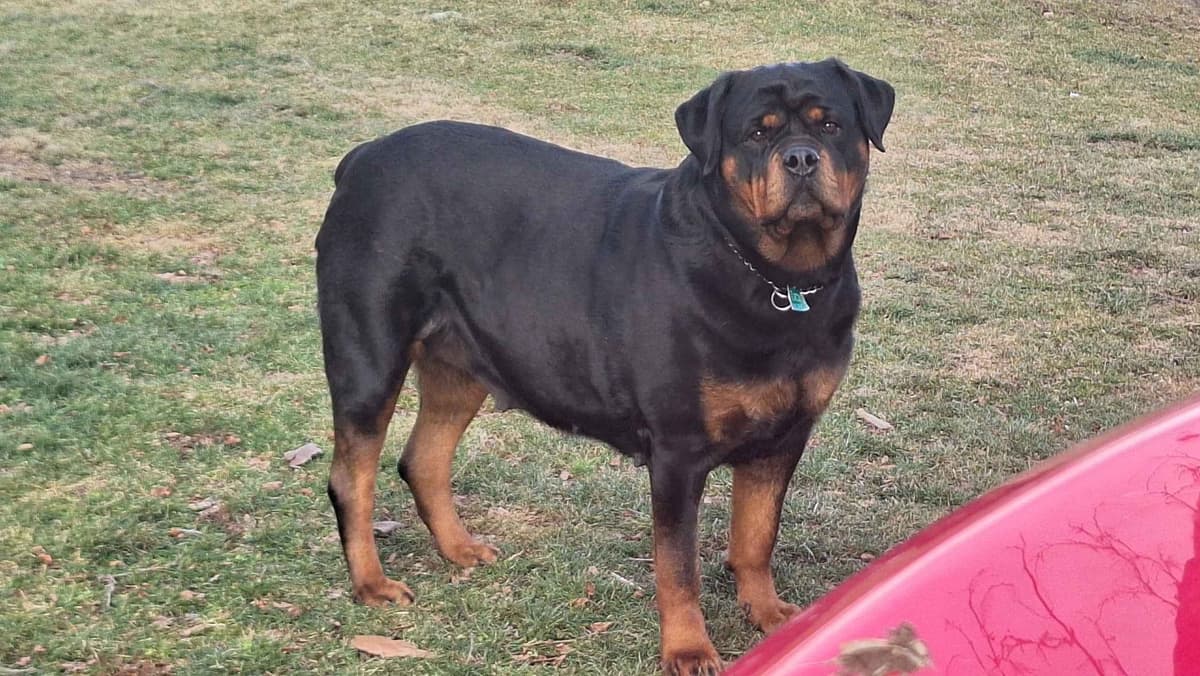 Rottweiler Puppies breeder image 3