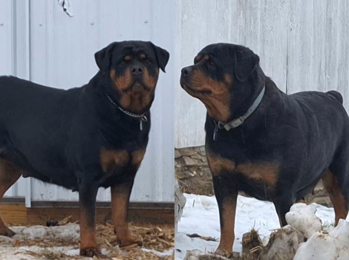 Rottweiler Puppies breeder image 2