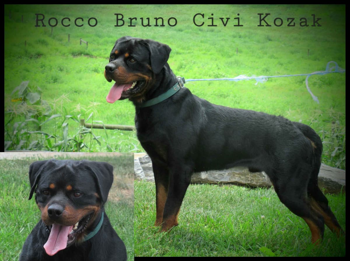 Rottweiler Puppies breeder image 1