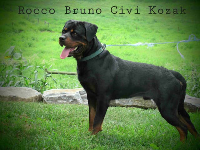 Rottweiler Puppies media 4