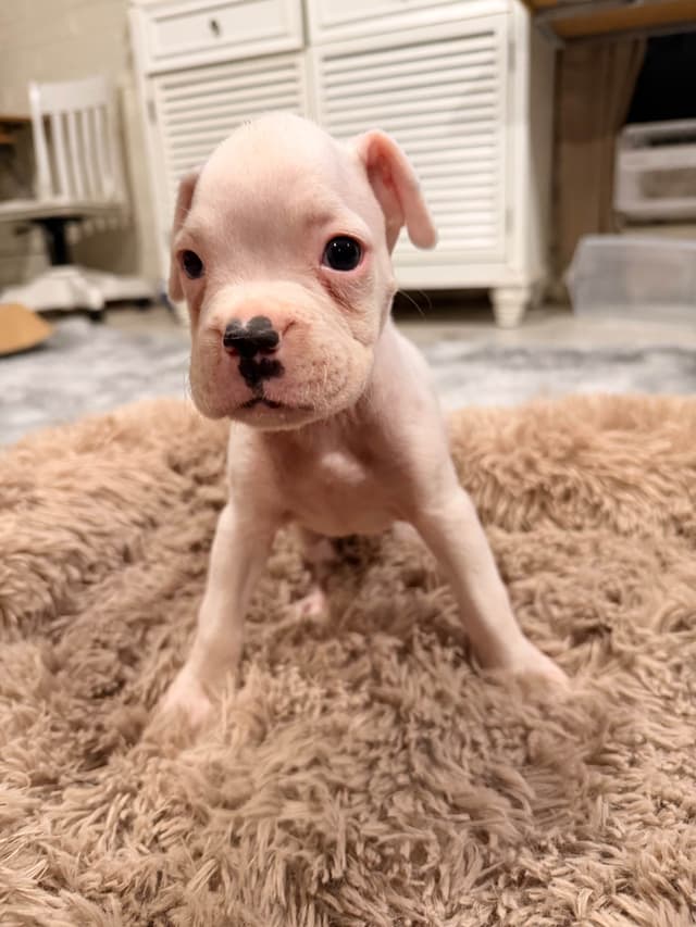 Boxer Puppies media 2