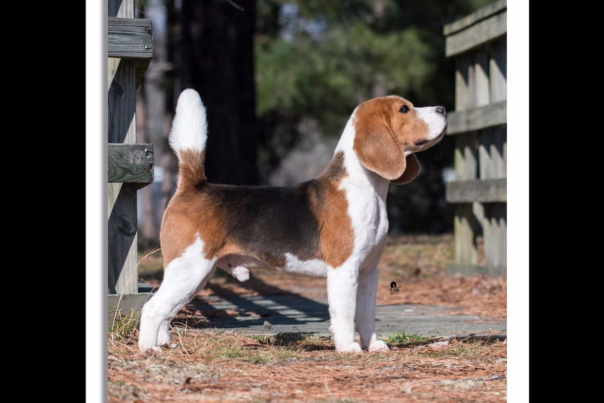 Beagle Puppies breeder image 1