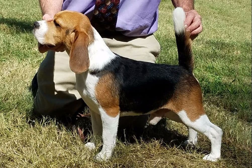 Beagle Puppies breeder image 3