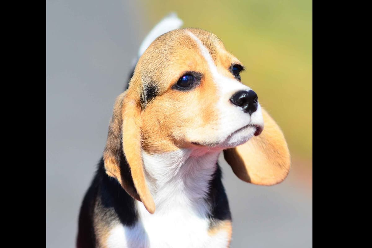 Beagle Puppies breeder image 4