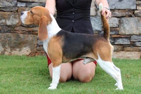 Beagle Puppies breeder image 6