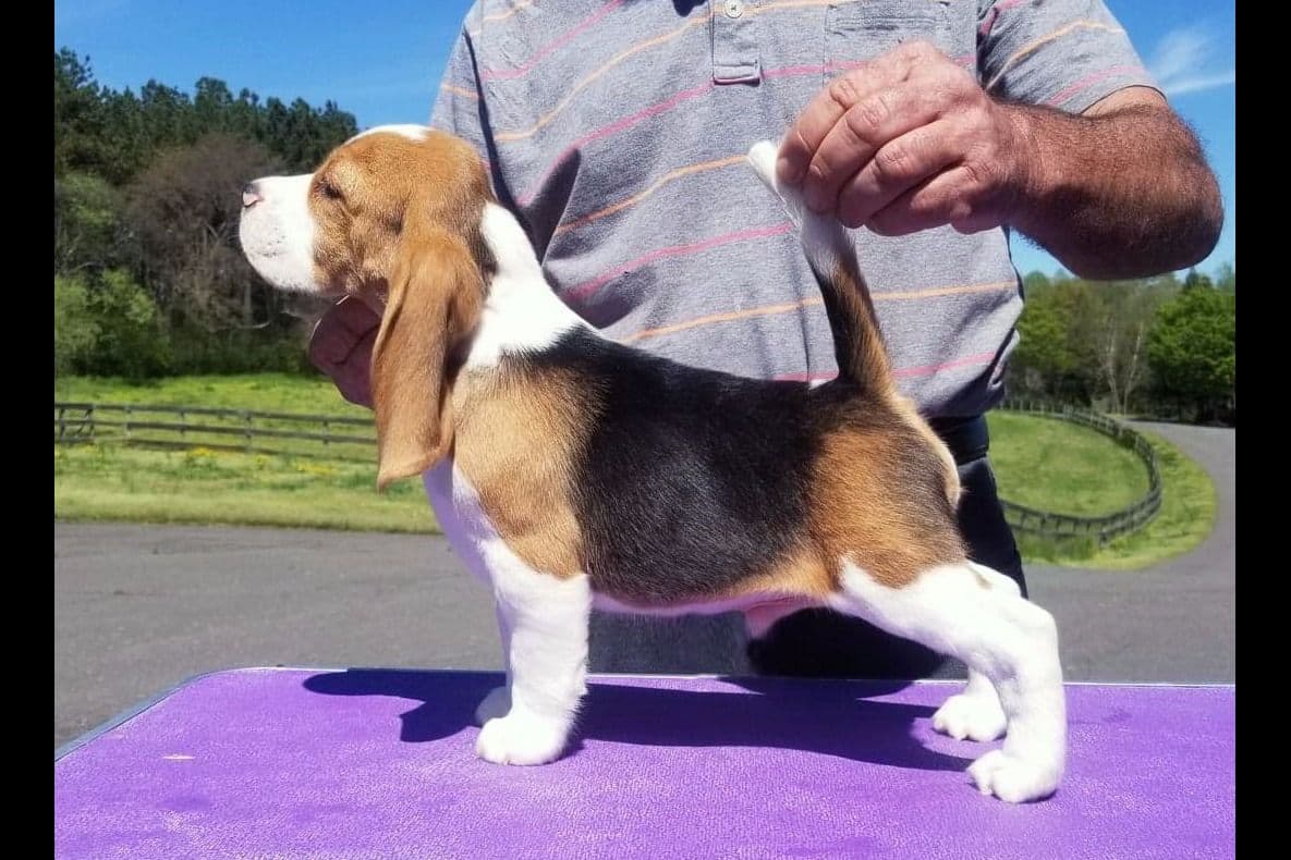 Beagle Puppies breeder image 7