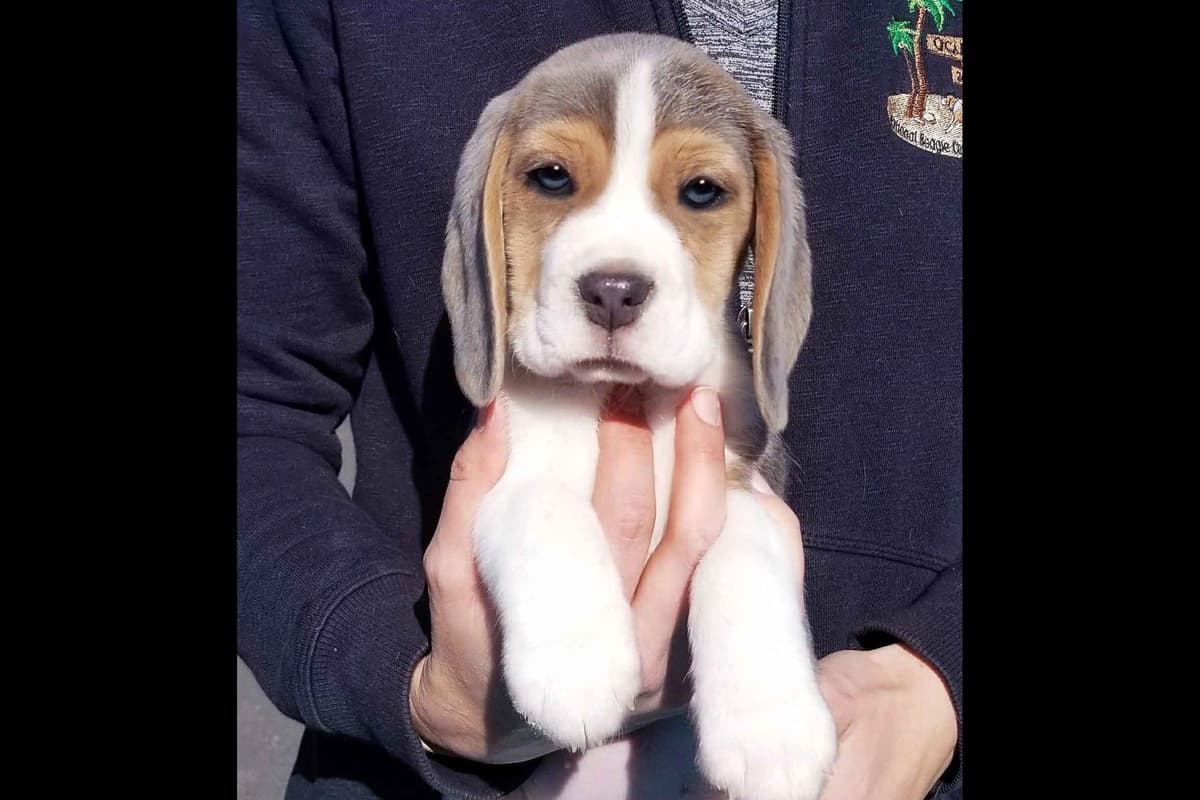 Beagle Puppies breeder image 8