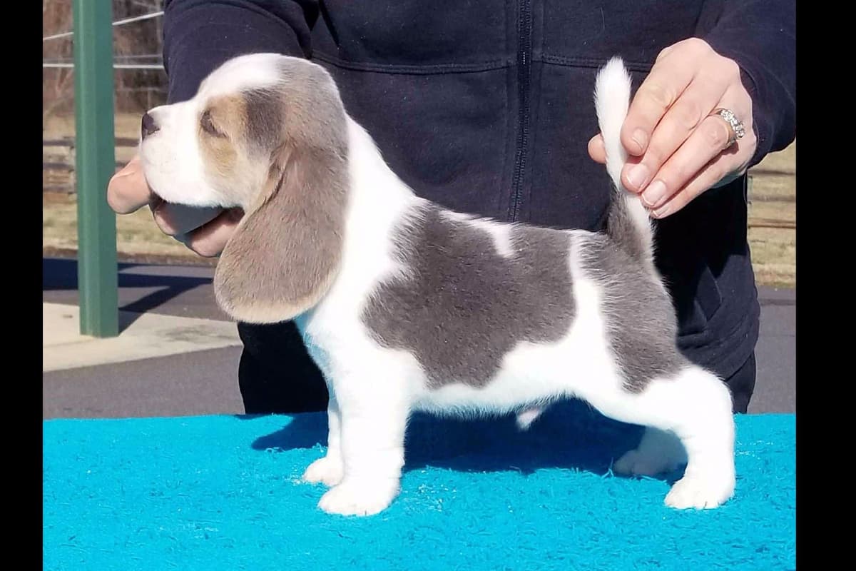 Beagle Puppies breeder image 9