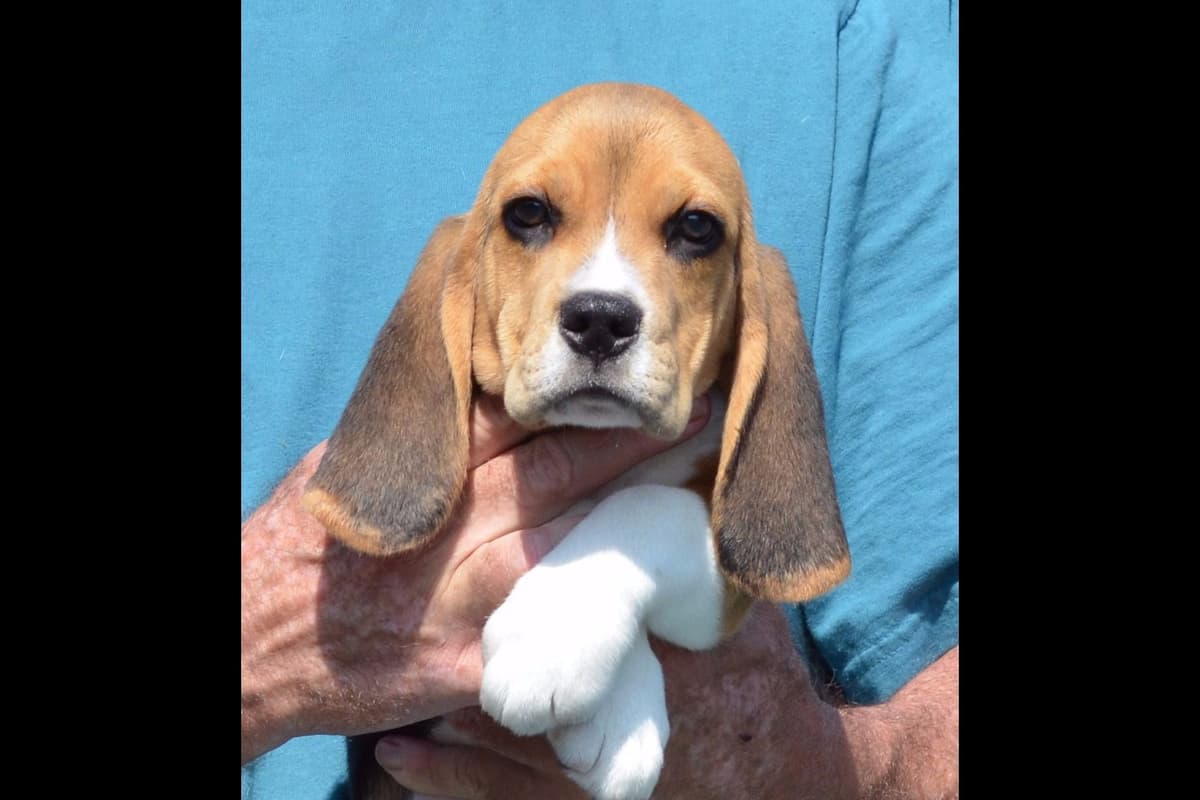 Beagle Puppies breeder image 10