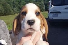 Beagle Puppies breeder image 11