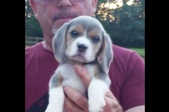 Beagle Puppies breeder image 12