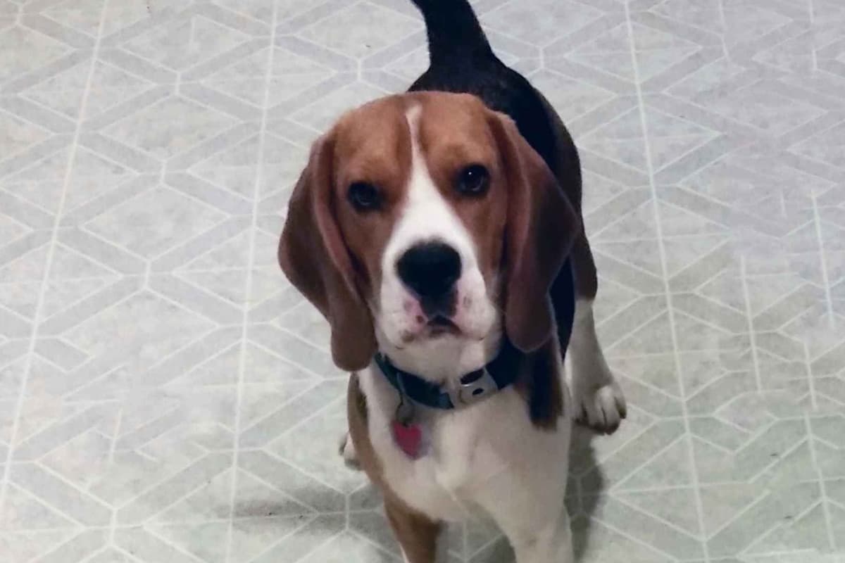 Beagle Puppies breeder image 13