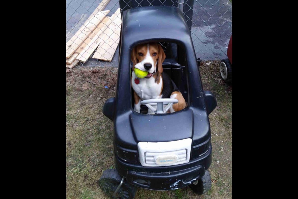 Beagle Puppies breeder image 14