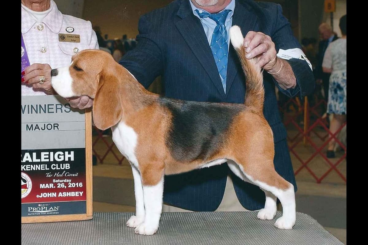 Beagle Puppies breeder image 15
