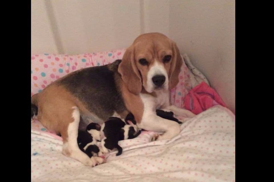 Beagle Puppies breeder image 16