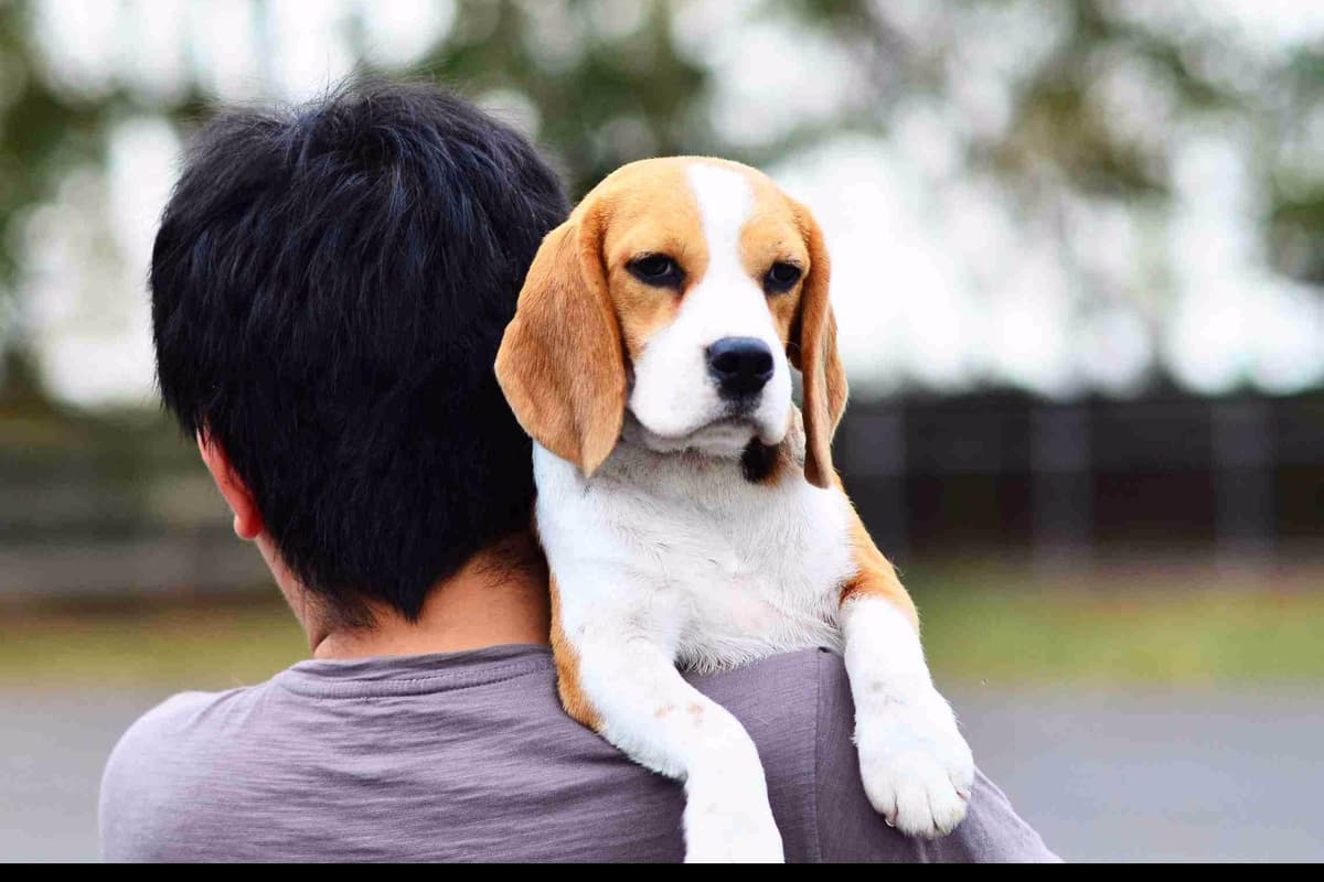 Beagle Puppies breeder image 17