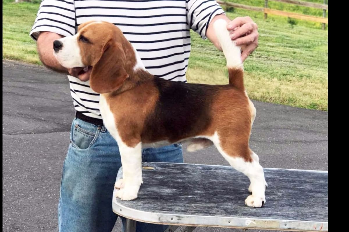 Beagle Puppies breeder image 18