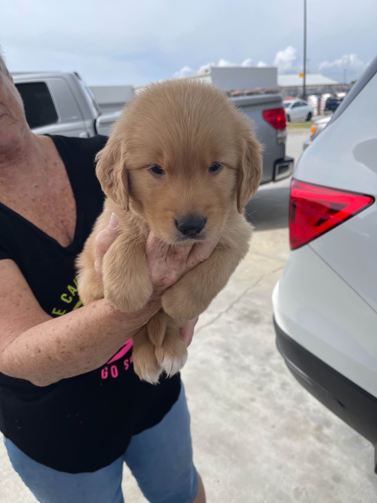 Golden Retriever Puppies breeder image 1