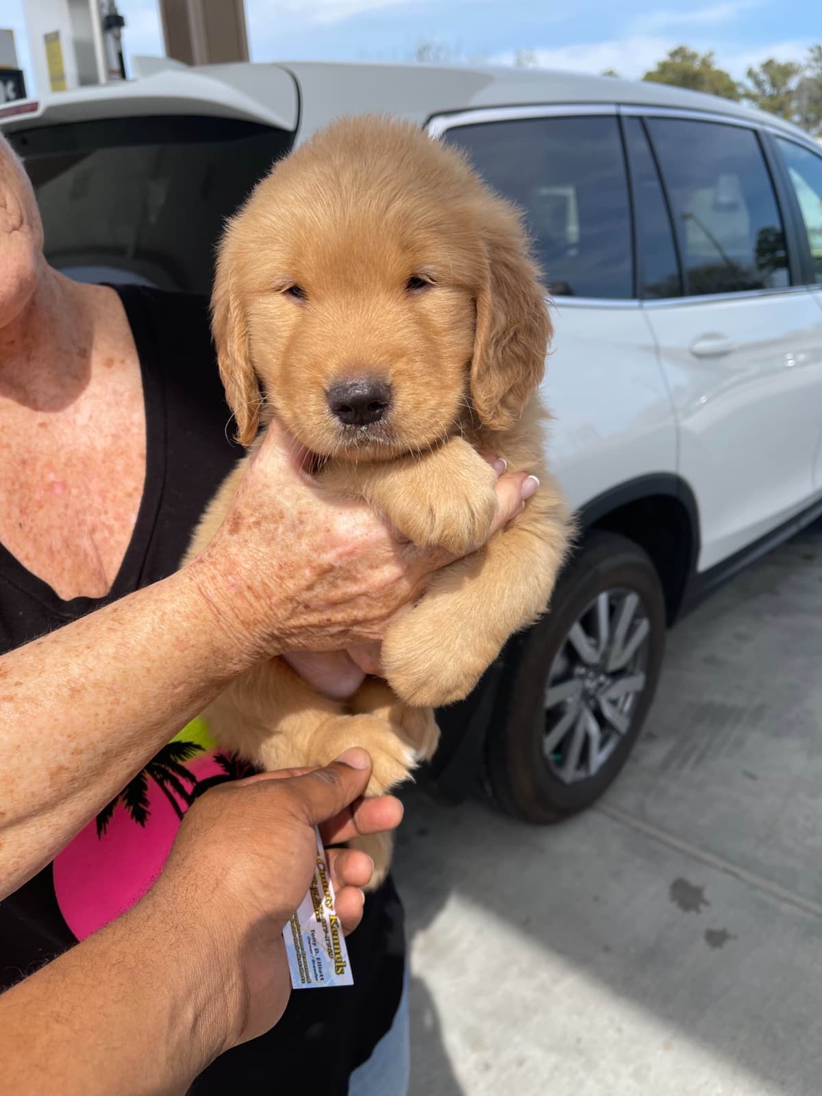 Golden Retriever Puppies breeder image 2