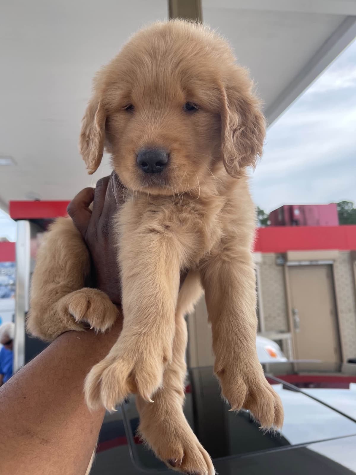 Golden Retriever Puppies breeder image 4