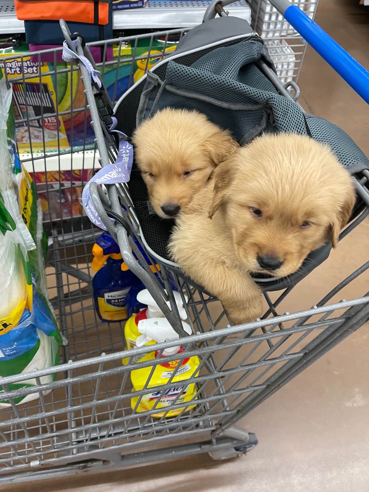 Golden Retriever Puppies breeder image 5