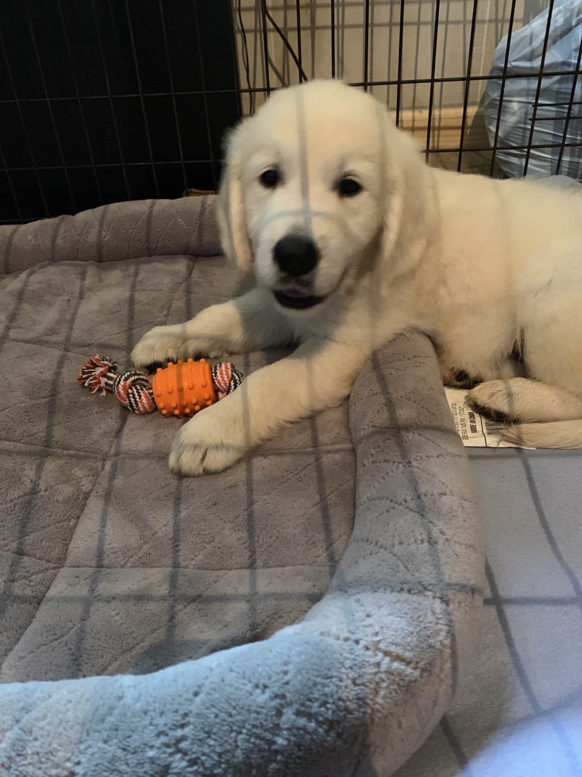 Golden Retriever Puppies breeder image 7