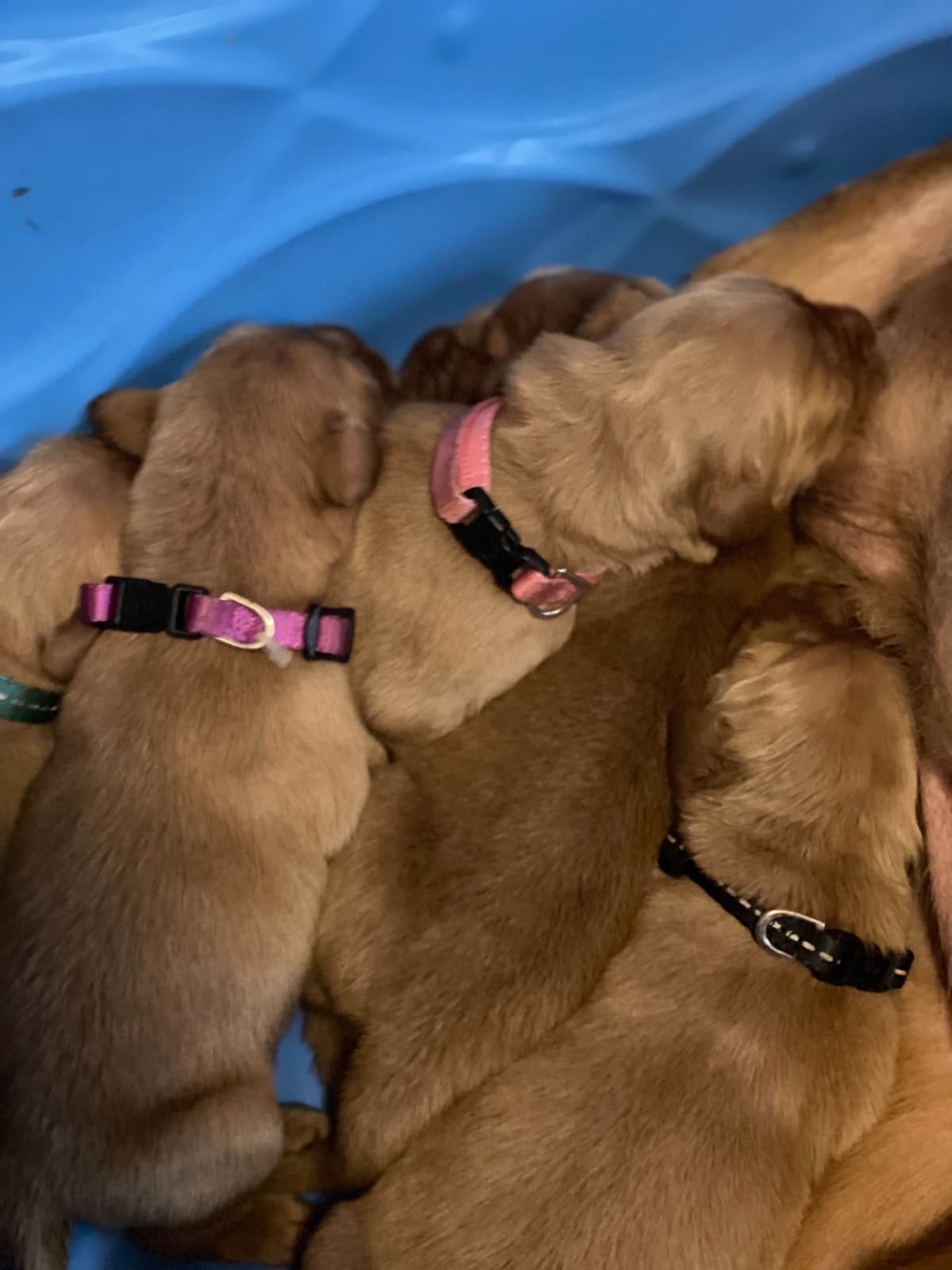 Golden Retriever Puppies breeder image 10