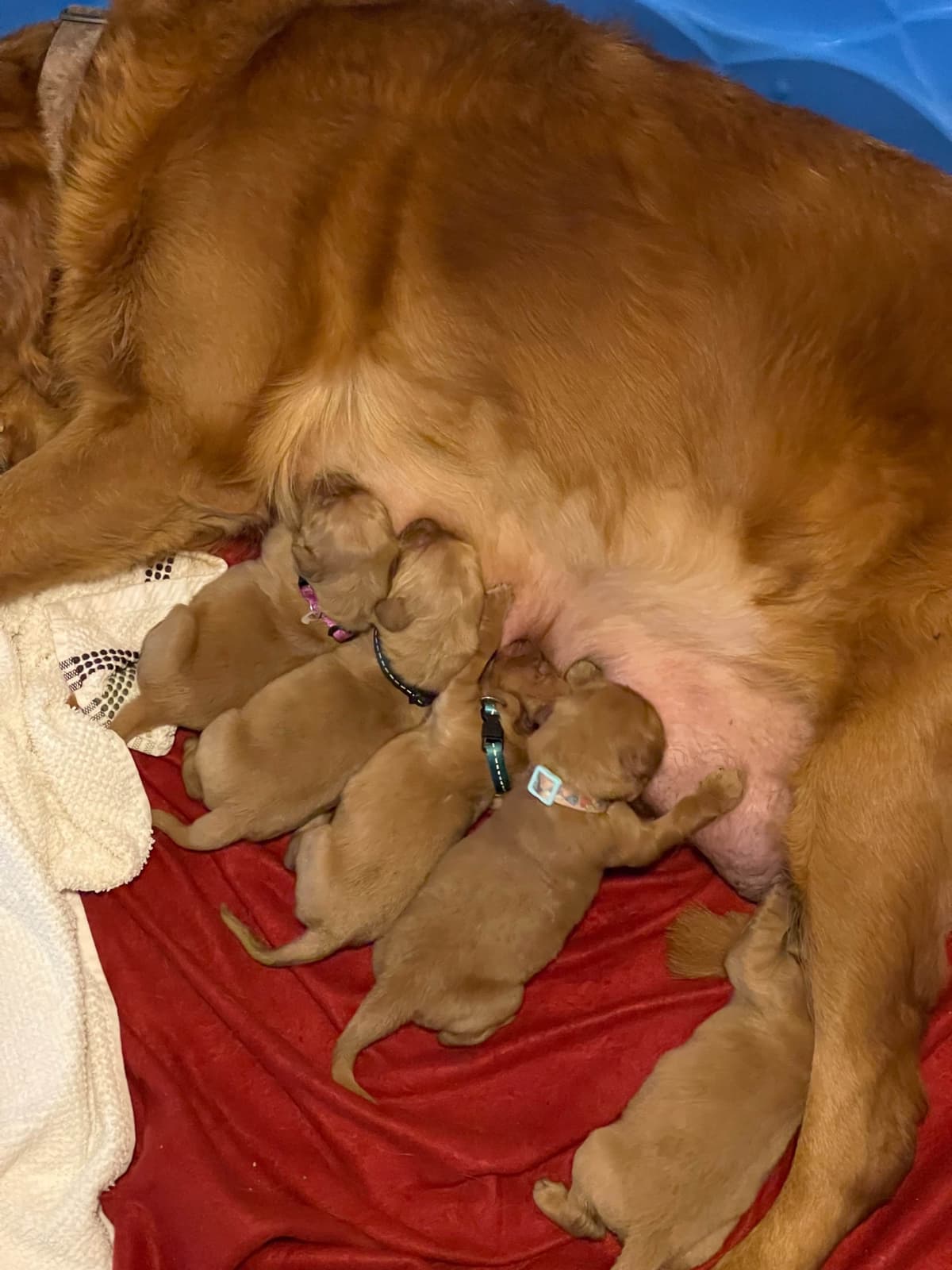 Golden Retriever Puppies breeder image 11